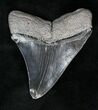 Serrated, Black Megalodon Tooth - South Carolina #19438-2